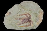 Soft-Bodied Marrellomorph (Furca) Fossil - Fezouata Formation #179390-1
